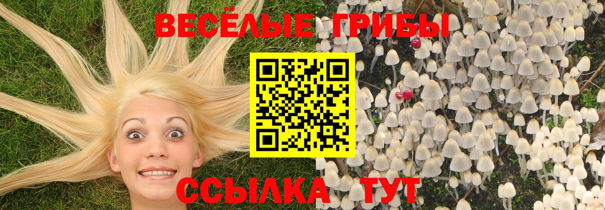 Светлоград  Псилоцибиновые грибы Psilocybine cubensis  Вход с VPN 